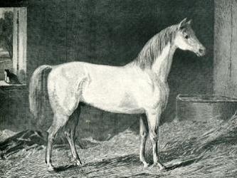 Messenger_horse